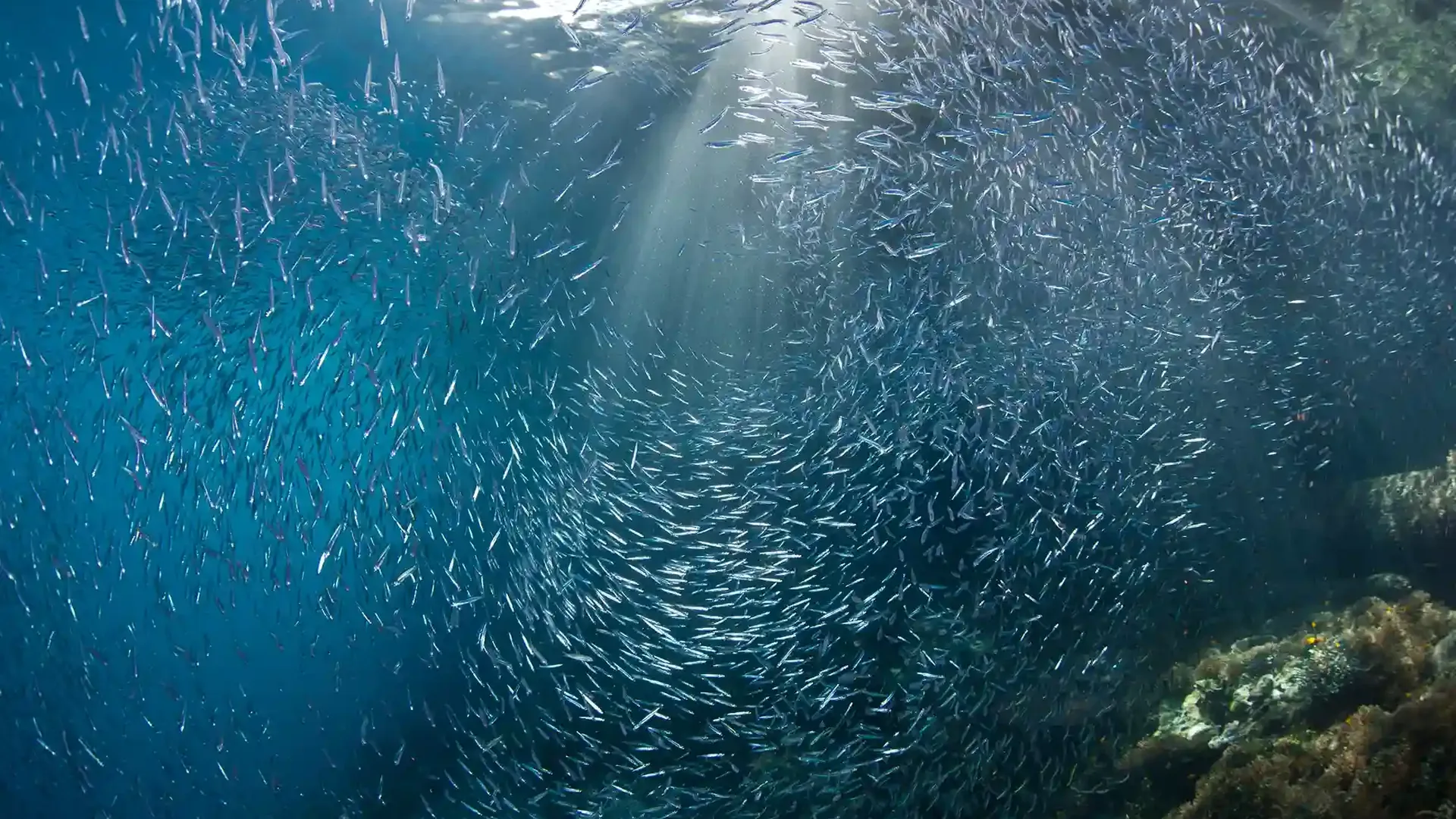 Baitfish school over a Komodo reef in natural light