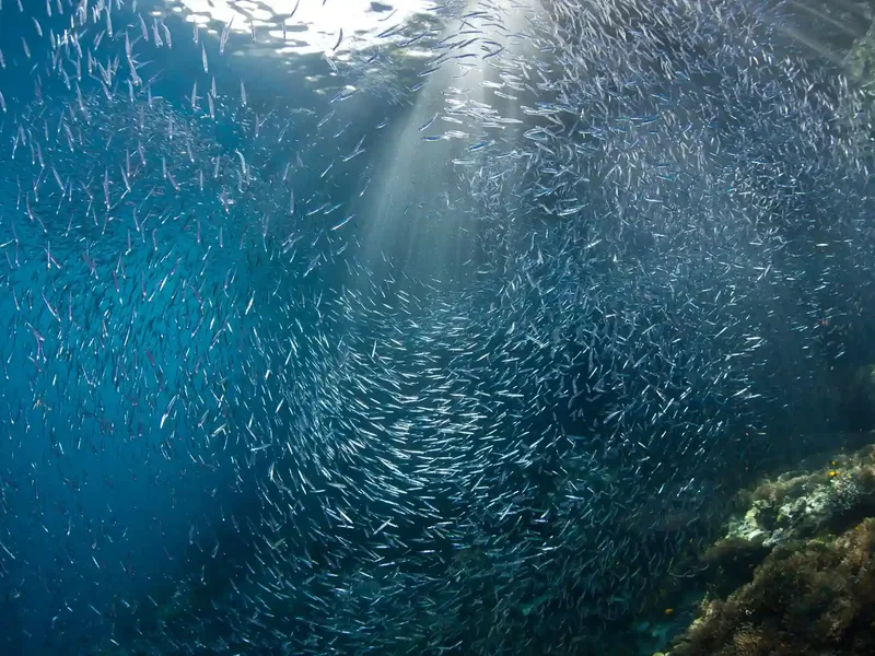Dense fish school over a Komodo reef wall