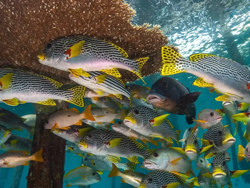 Sweetlips and fusiliers schooling on a reef