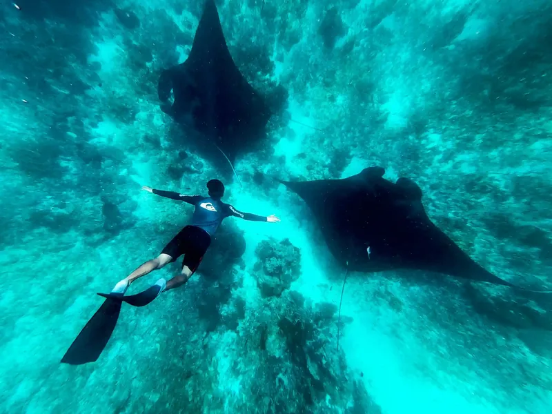 Freediver keeping distance from a manta
