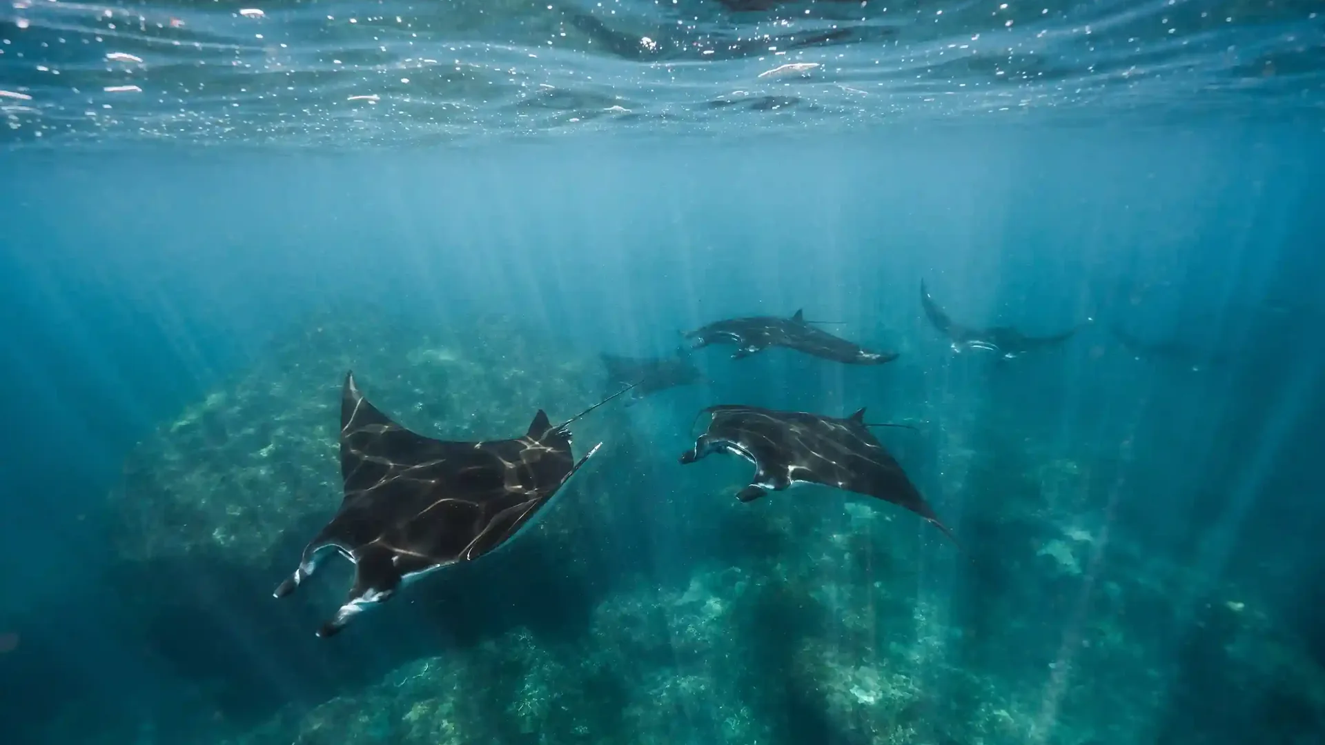 Reef mantas gathered in mid-water