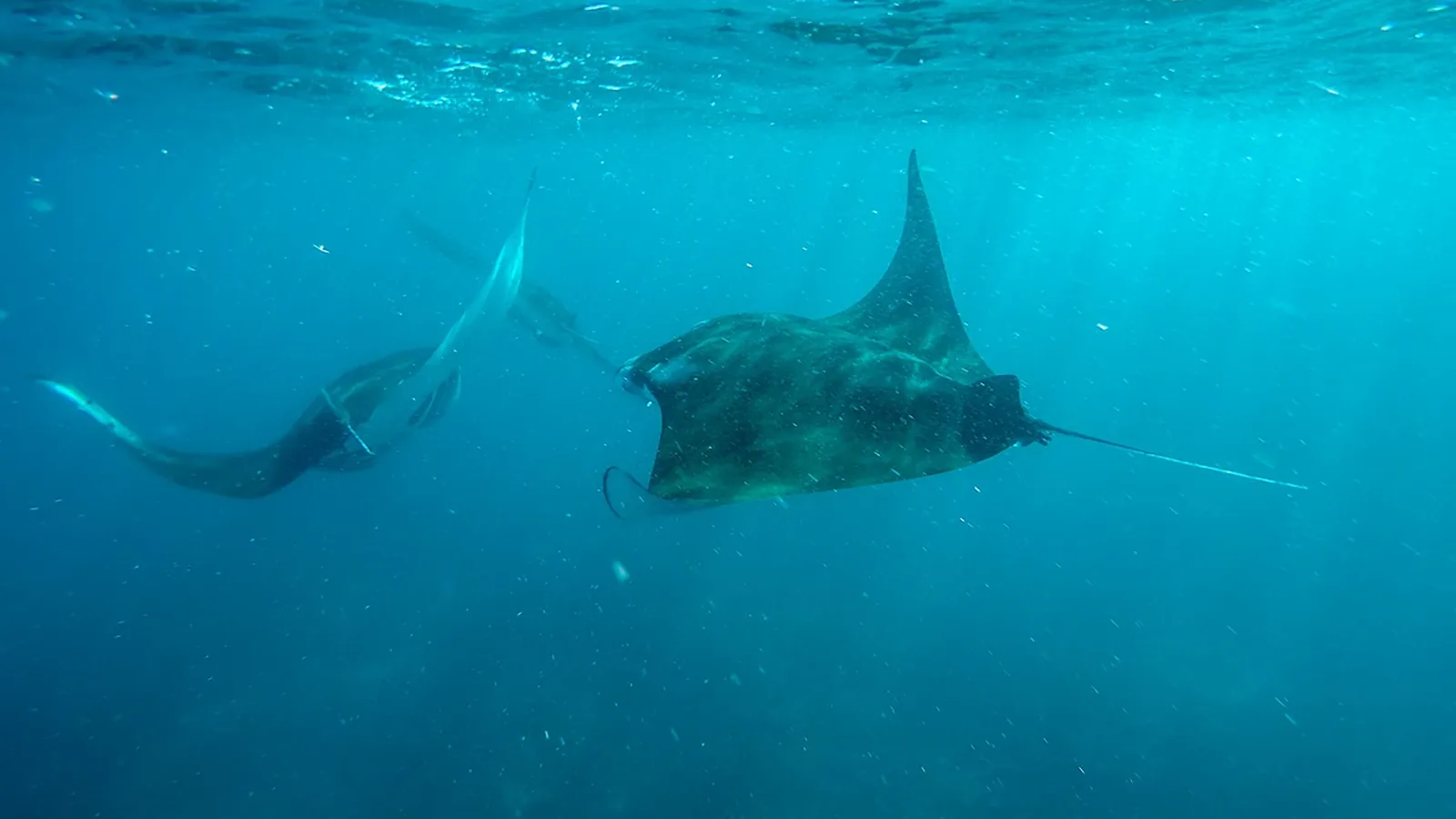 Two reef manta rays in open water