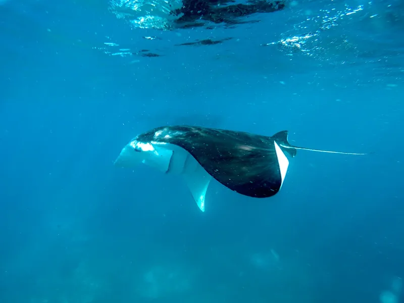 A reef manta ray passing over the cleaning station