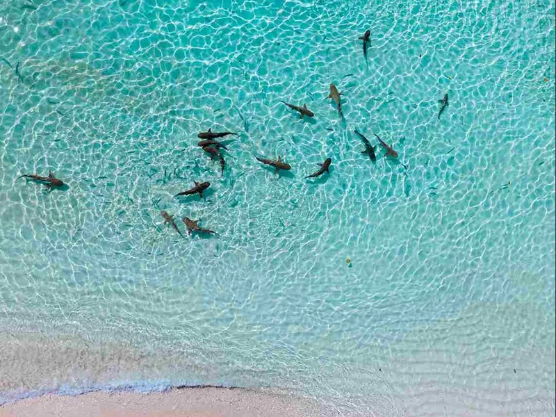Reef sharks in shallow water