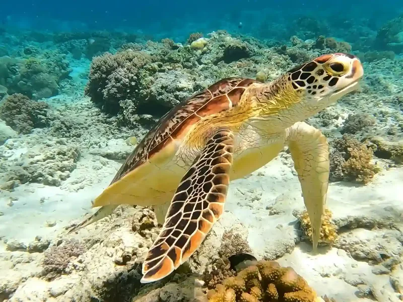 A green sea turtle over a Komodo reef