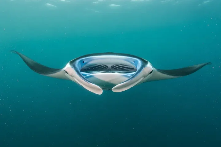 10 Things to Know About Komodo's Manta Rays