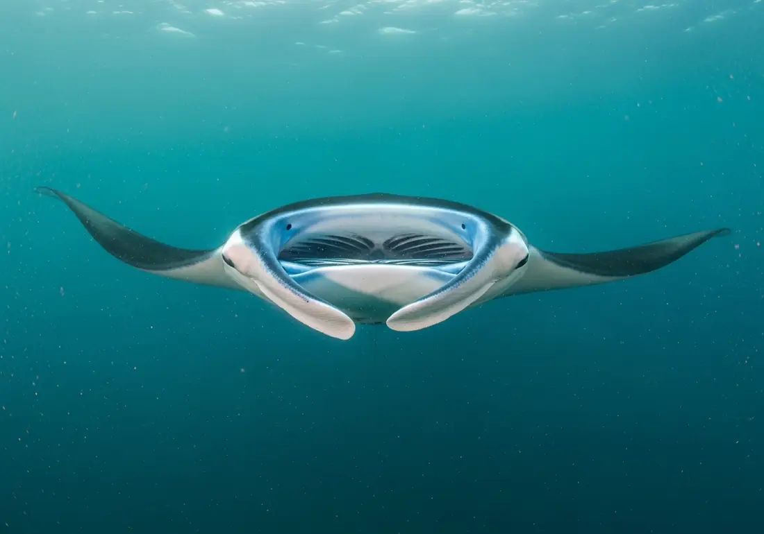 10 Things to Know About Komodo's Manta Rays