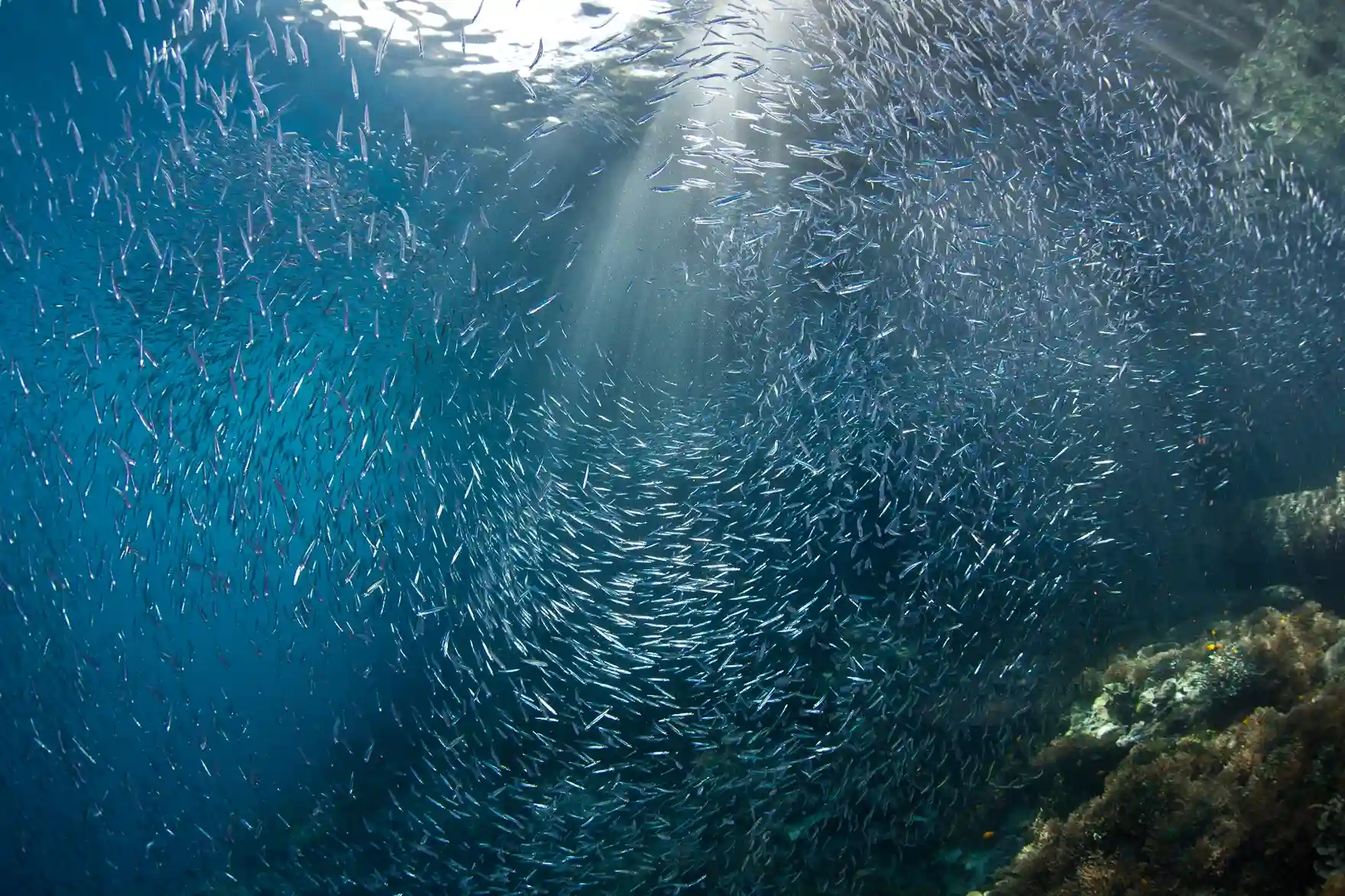 Manta Point vs Batu Bolong for Divers