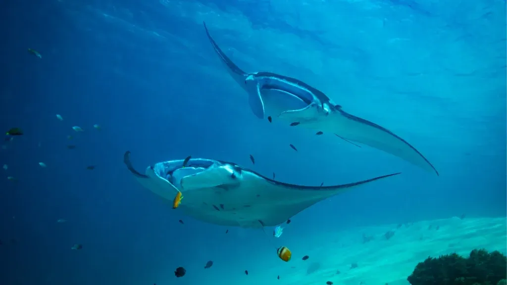 Plankton, Tides and Why Mantas Show Up