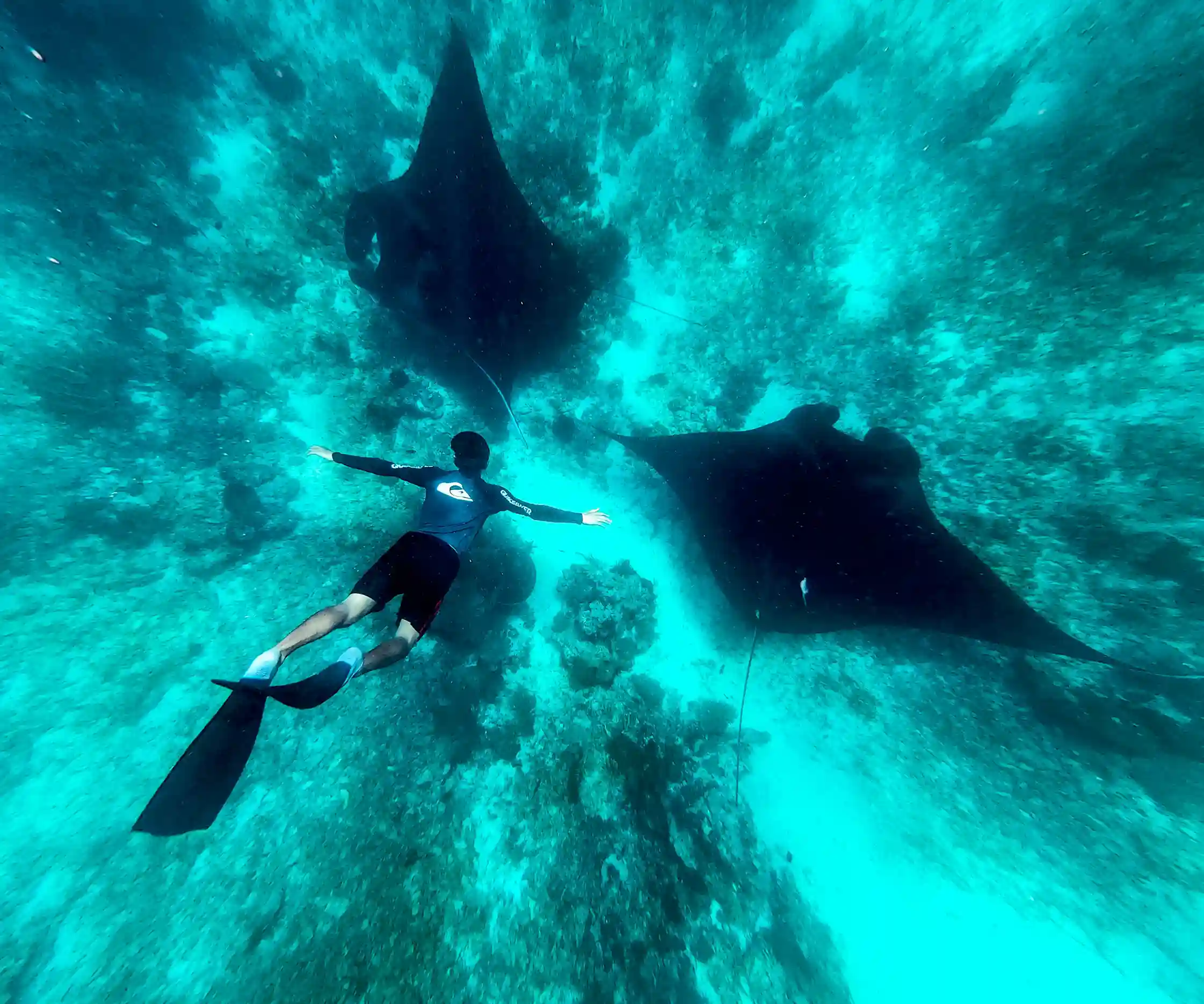Manta Point Komodo vs Nusa Penida