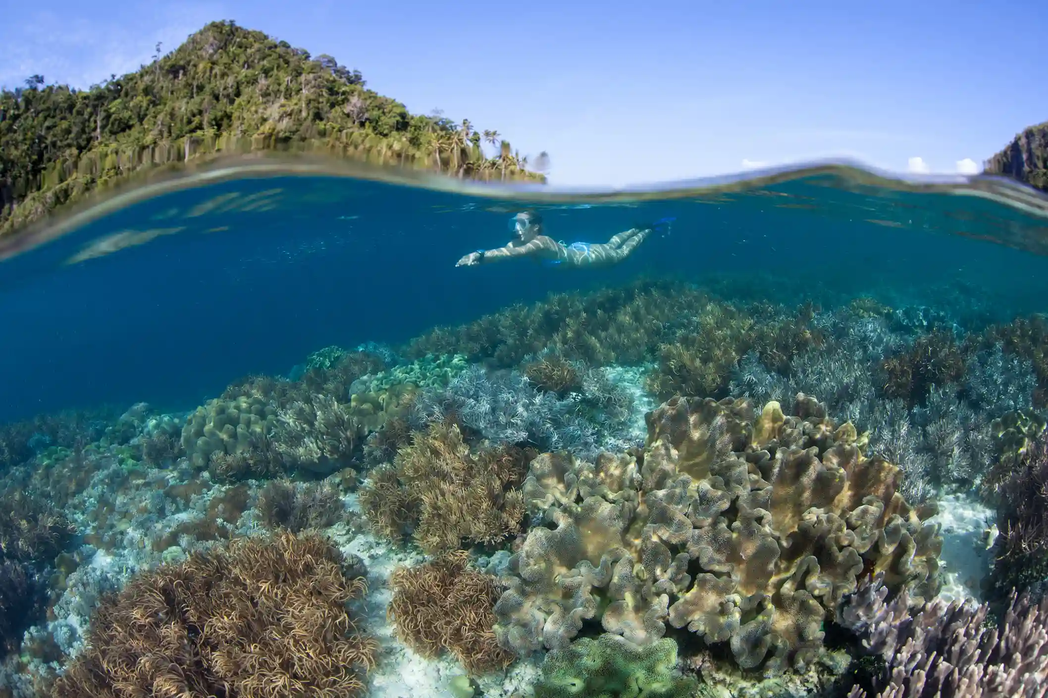 Best Snorkeling Spot for Manta Rays in Komodo